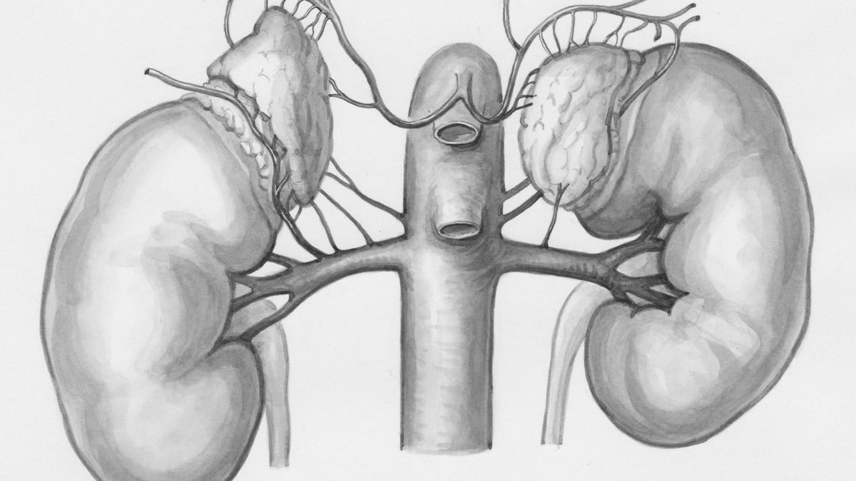 Title: Kidneys and the adrenal glands Creator: Wetselaar-Whittaker, J Date: 1988-08-31 Providing institution: Universitaire Bibliotheken Leiden Aggregator: Dutch Collections for Europe Providing Country: Netherlands Public Domain Kidneys and the adrenal glands by Wetselaar-Whittaker, J - Leiden University Libraries, Netherlands - Public Domain. https://www.europeana.eu/item/744/item_3462131
